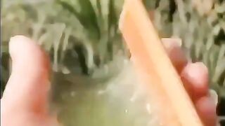 Grool: Extracting gel from a Aloe Vera plant
